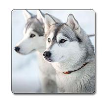 Westminstenders: A False Sense of Security