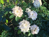 What else is glorious and n your garden?