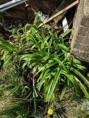 New home - what are the plants?