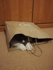 What's your DCat up to today? (Thread 7!)