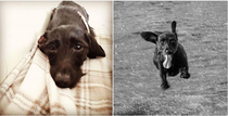 Your favourite dog breed?