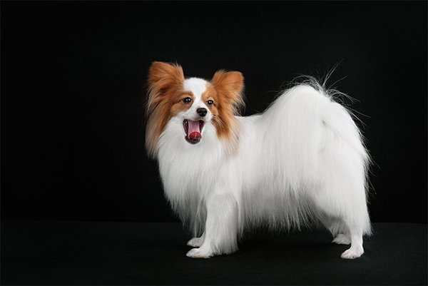 Your favourite dog breed?