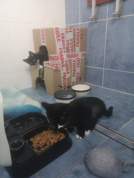 New kittens need feeding 3 x a day