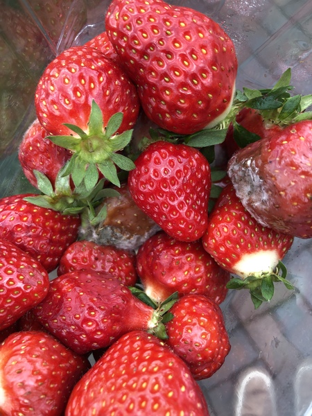 How long would you expect the shelf life to be on fresh fruit delivered by supermarket?