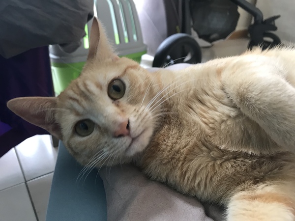 Help me name this kitty!