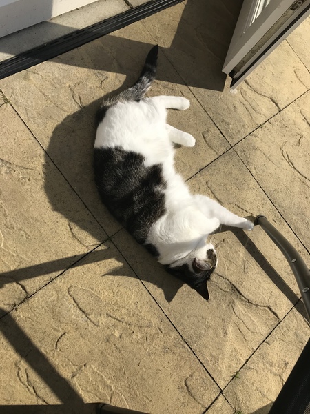 To get a cat when we have a 1 yr old and both work?