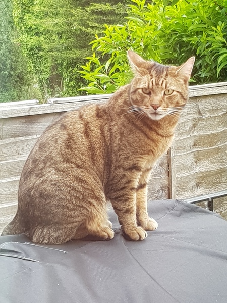 Next door's -thug- cat