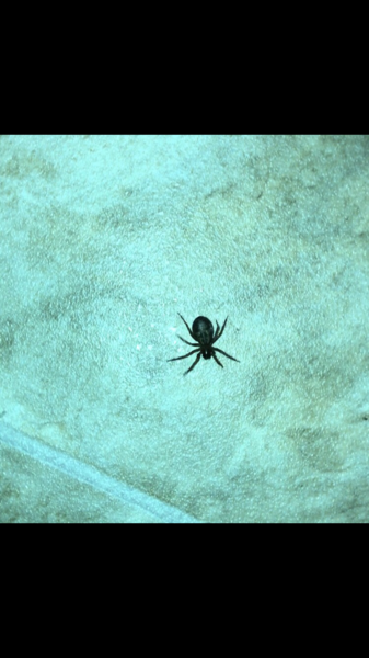 Is this a false widow? (Warning: spider inside)