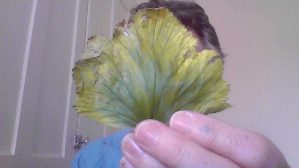 sick  Regal Pelargonium