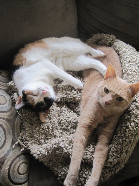 I'm a Vet ask me anything