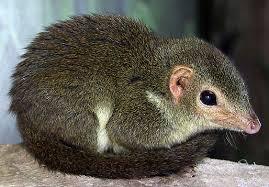 There's a squirrel in my house!
