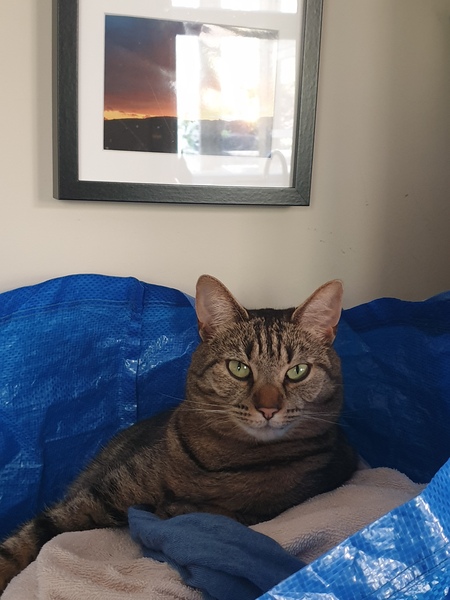 What's your DCat up to today? (Thread 7!)