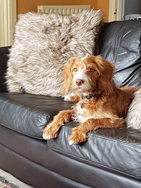 Show me your dogs
