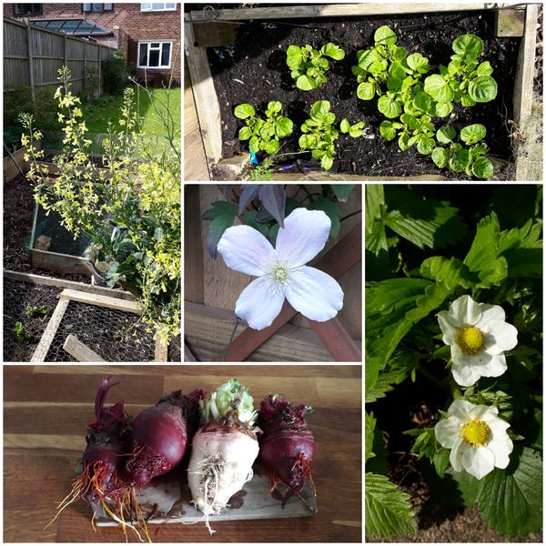 Allotment?Veg Patch Thread 13! Are we weathering the weather?