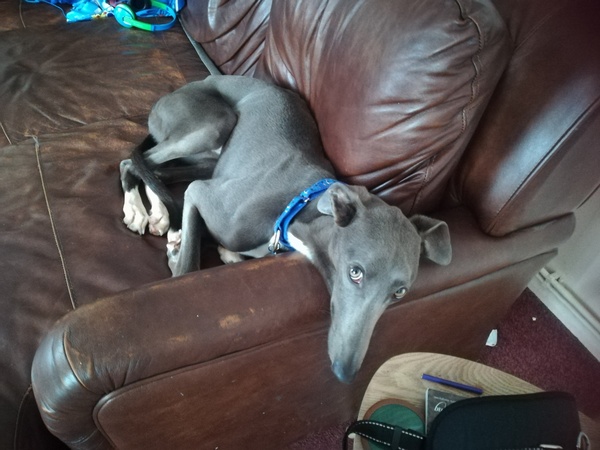 Lurcher- Just the way they are?