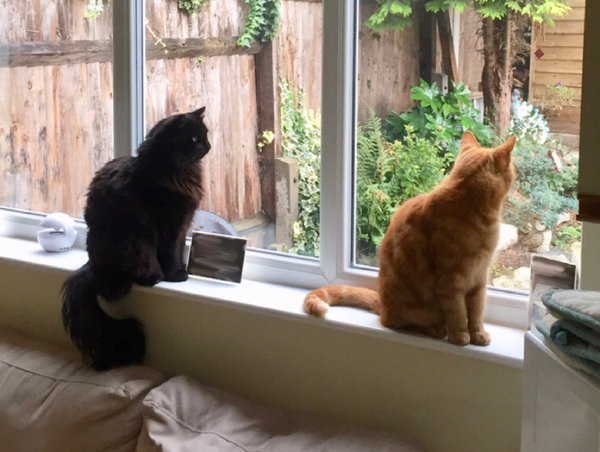 New kittens