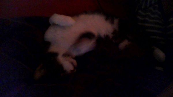 Your cat's favourite baked potato filling - testers here