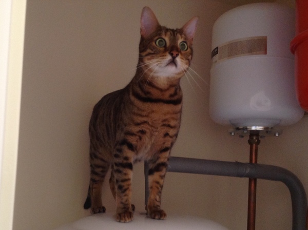 Next door's -thug- cat