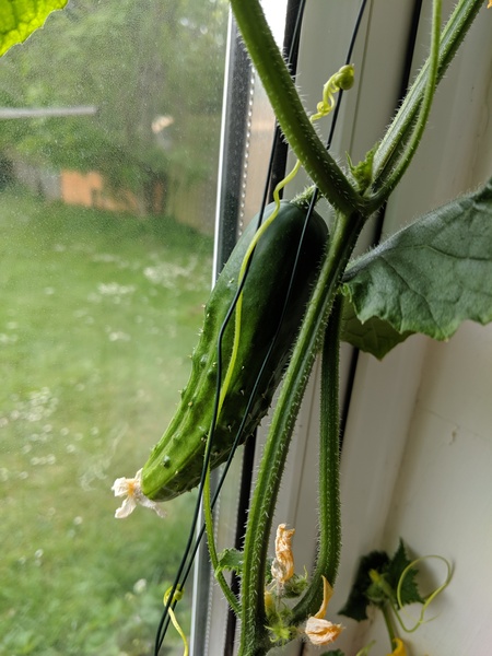 29th March "Grow your own" newcomers welcome here