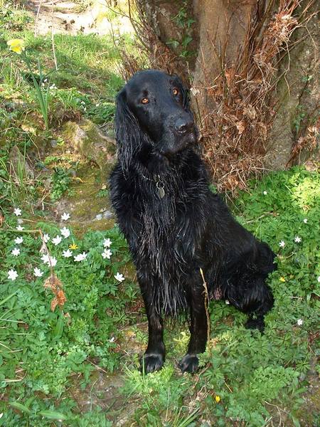 Your favourite dog breed?