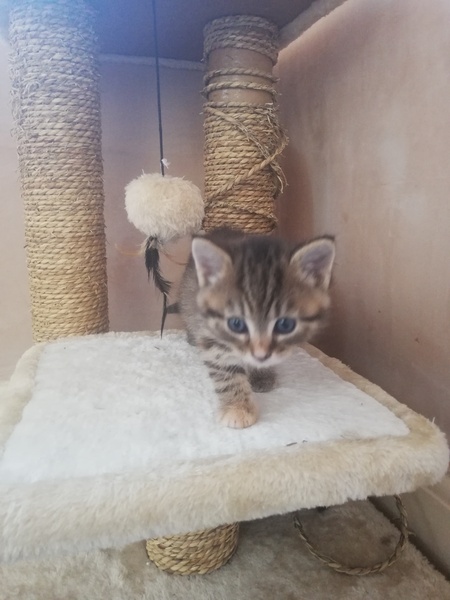 Giving kitten to someone in a flat? Is it cruel?
