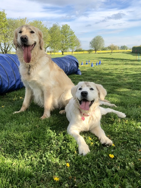 Show me your dogs