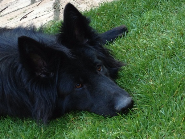 Show me your dogs
