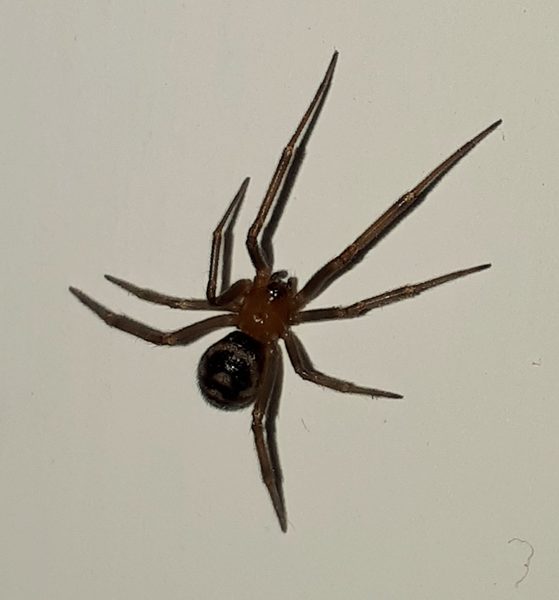 Is this a false widow? (Warning: spider inside)