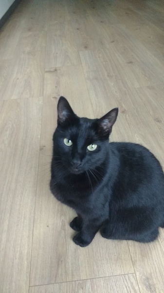 My cat bit me this morning (light hearted)