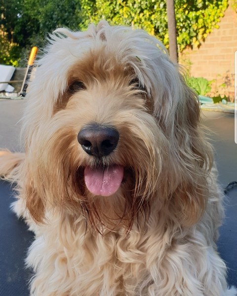 Show me your dogs