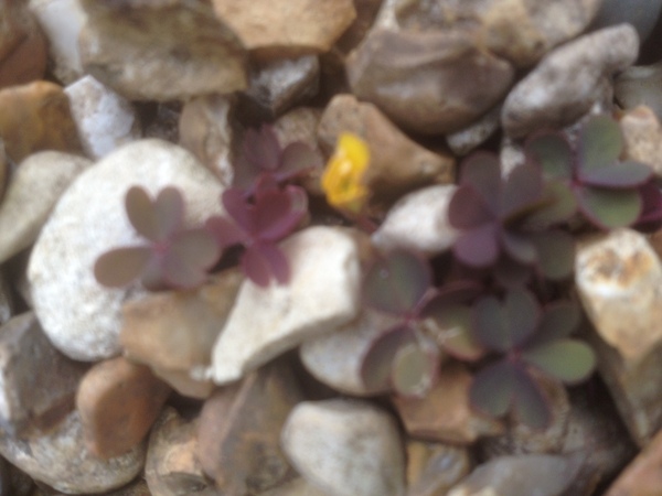 Creeping Wood Sorrel  - help me pleeeeeease