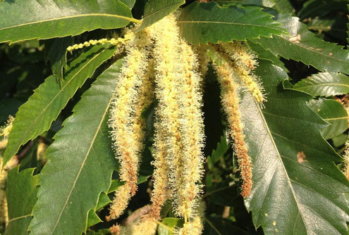 Can anyone identify this tree?