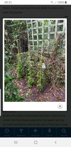 Neighbour planted 3 new bushes/trees in my garden!