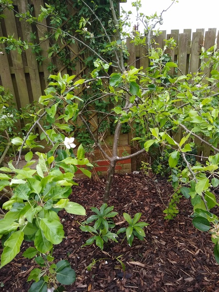 Apple tree pruning help with pics
