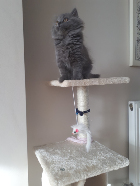 What's your DCat up to today? (Thread 7!)