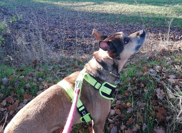 Rudest things said about your dog?