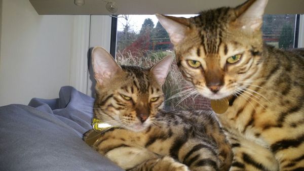 Next door's -thug- cat