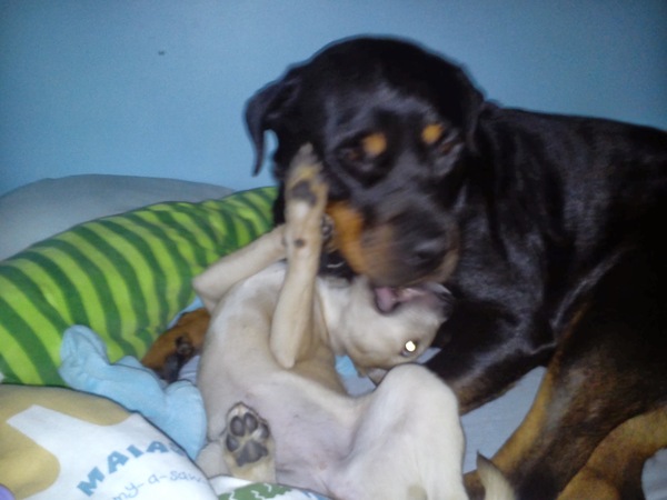 Tips for new puppy?