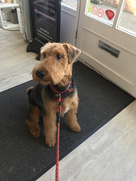 really can't decide what kind of dog to get