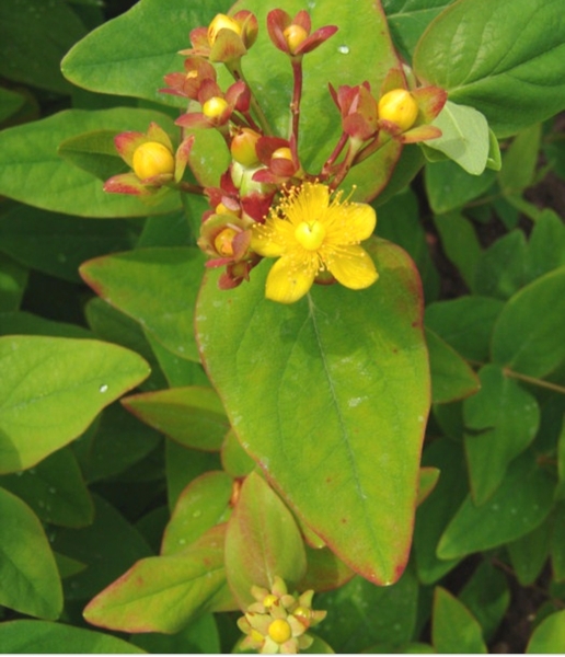 Help identify this plant