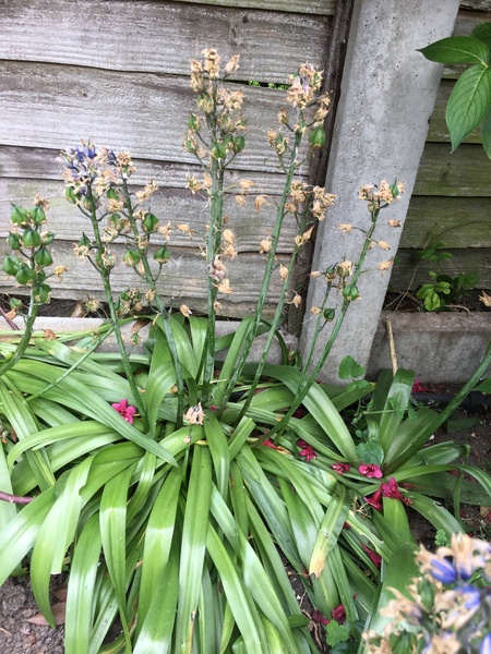 Should I dead-head these bluebells?