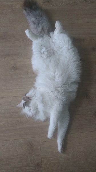 What's your DCat up to today? (Thread 7!)