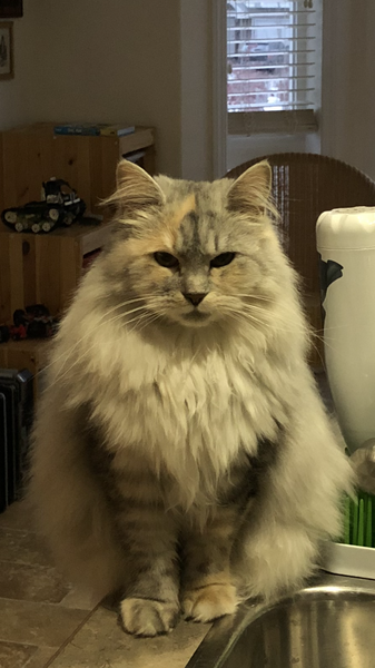 Next door's -thug- cat