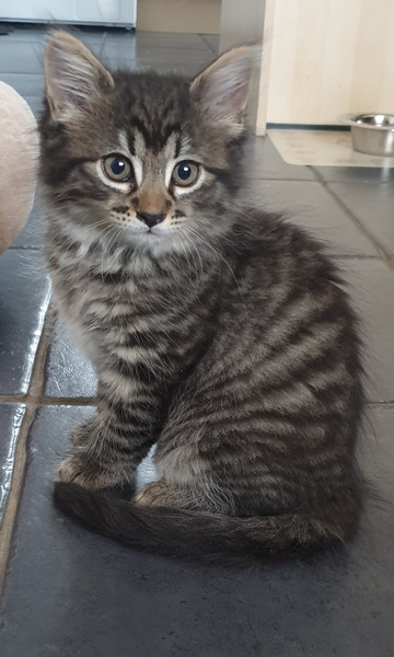 Kitten dilemma