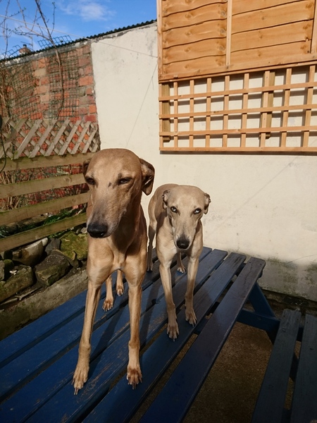 Medium sized dog for working people