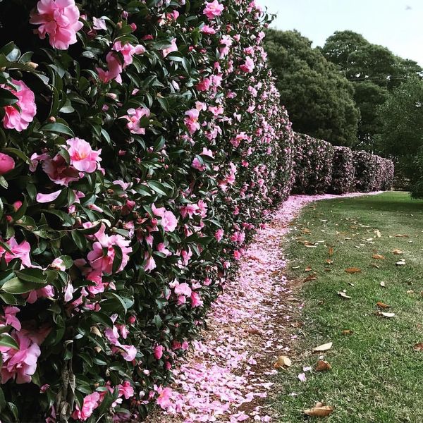 Please help me buy some flowering hedges.