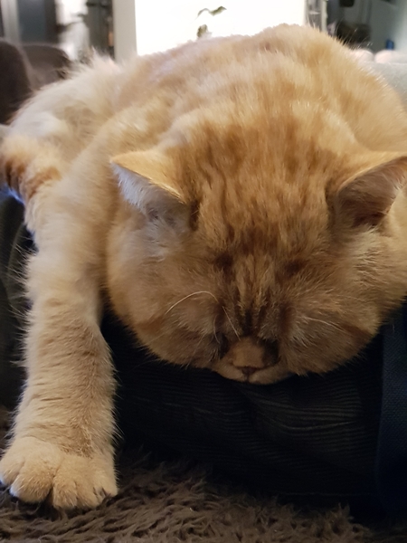 Anyone else's cat incapable of sitting still?