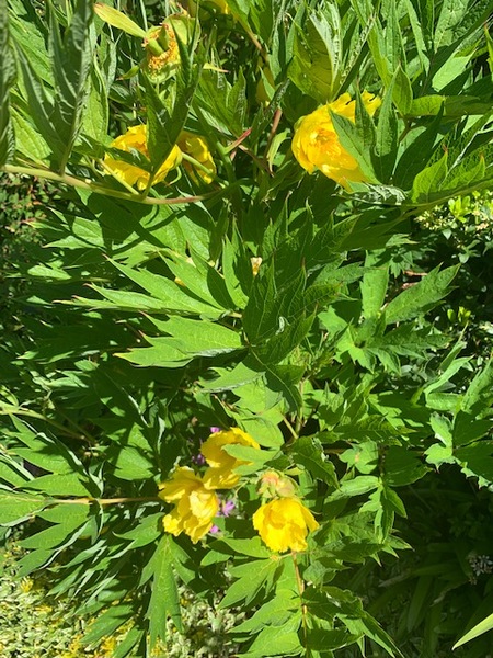 Tree Peony