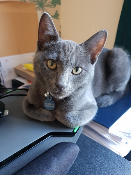 How did you come up with your cats name?
