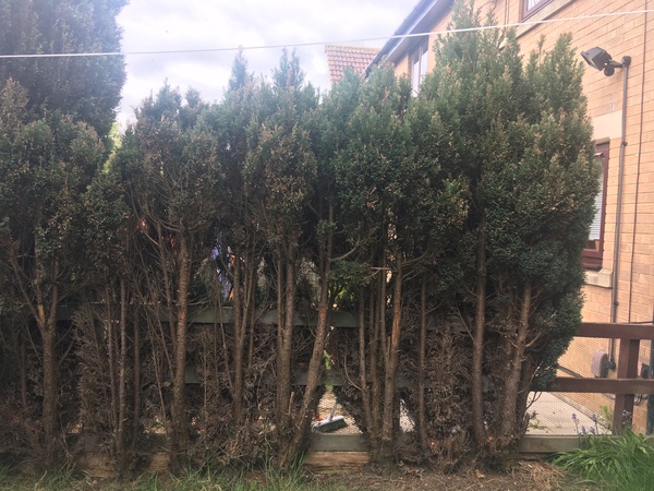 Help with garden. Tree disaster
